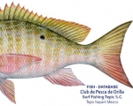 TÉCNICAS DE PESCA (Ficha Técnica del LUTJANIDAE PARGO) SNAPPER, MUTTON